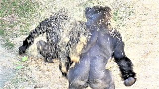 Gorillas splashing straw on each other #2 'Shabani vs. Kiyomasa'