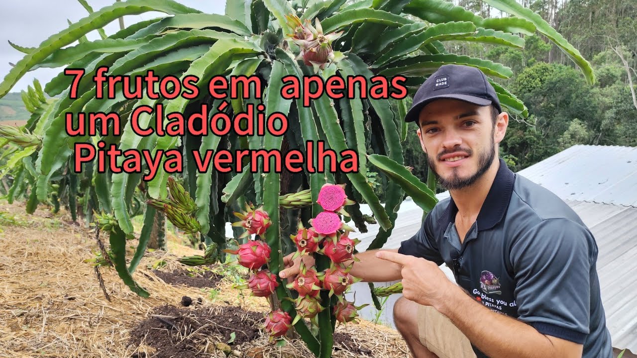 1 Cladódio com 7 frutos de pitaya vermelha