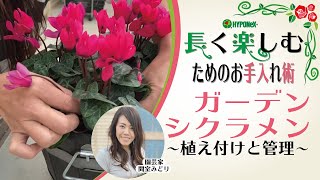 08 ガーデンシクラメンの育て方 植えつけと管理 長く楽しむためのお手入れ術 Youtube