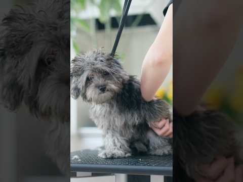 【動画全編は⬇️】ファーストトリミング、どんどん眠くなっちゃう子犬