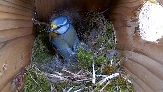 🔴 Lapis & Lazuli - The Most famous Bluetits in the world - LIVESTREAM