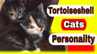What is the personality of a Tortoiseshell cat? Are Tortoiseshell Cats Rare?
