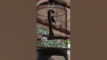 burung mewah, rambatan paruh putih nembak panjang mirip cililin #shorts #rambatan masteran viral