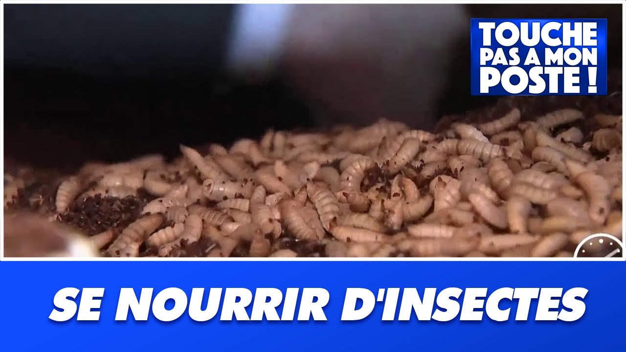 Va-t-on bientôt se nourrir d'insectes ? - YouTube