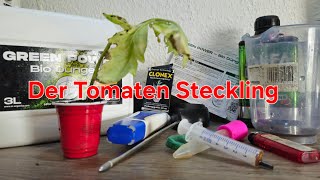 Das Tomaten Experiment❗️ Tomaten Stecklinge  geht das❓️#garden #grow @Twargoss @Mr.Grow515