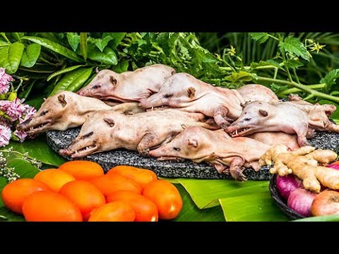  CIVET  DE TANGUE ILE DE LA REUNION YouTube