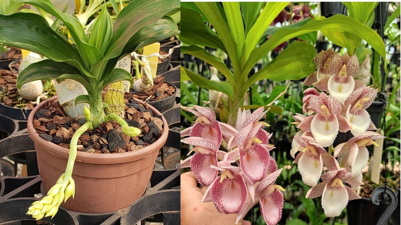 VEJA COMO FAZER MUDAS DE  CATASETUM - SIMPLES E FÁCIL