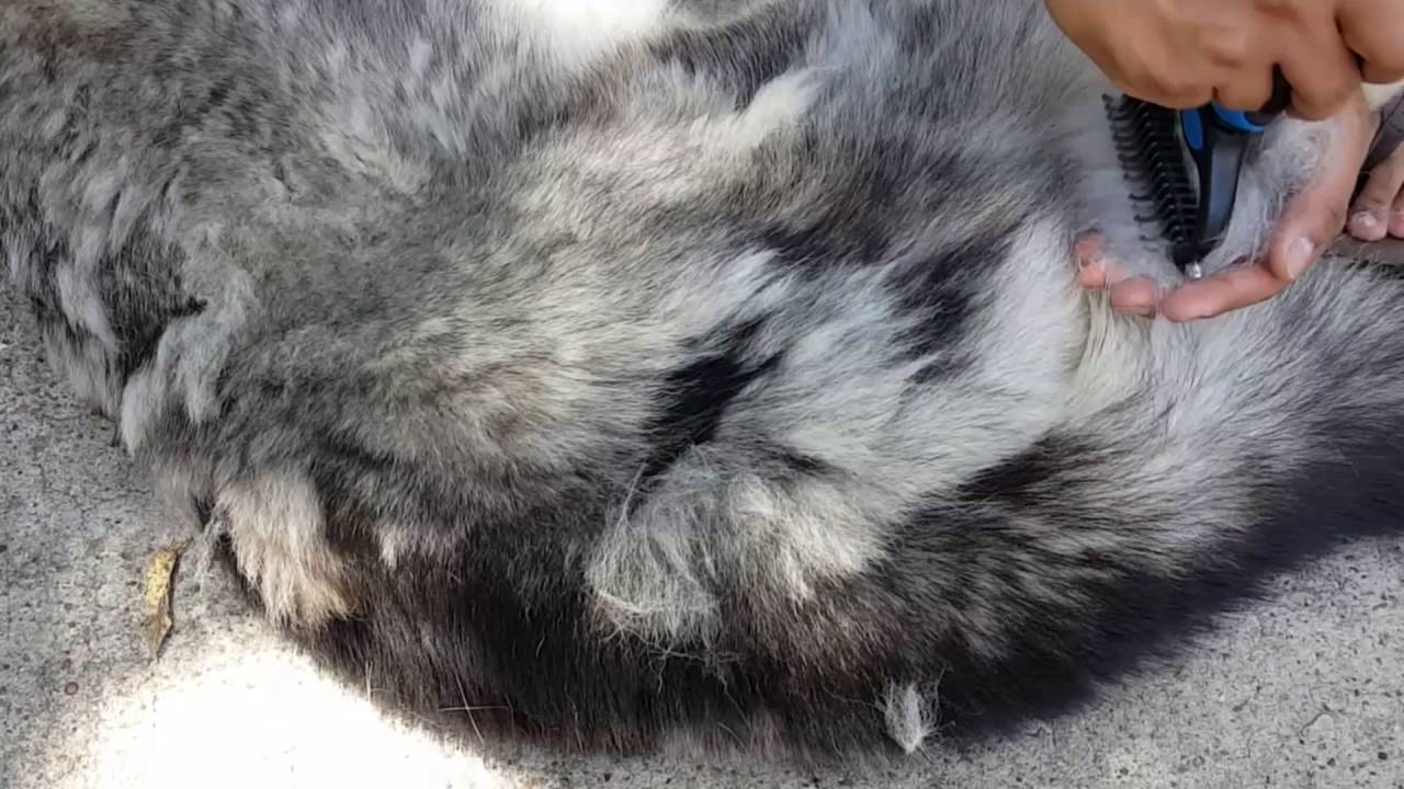 ExtraWide Pet Dematting Comb Dual Sided by Pat your Pet YouTube