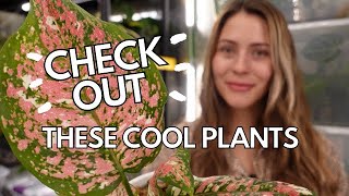 HOUSEPLANTS YOU MIGHT NOT KNOW ABOUT! houseplant collection tour 2022 houseplant wishlist