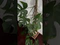 Amo poder encher minha casa com plantas! 🪴🤎🍃 #plantas #plants #cozyhome #plantlover