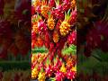 the correct method of planting and growing dragon fruit trees. #gardening