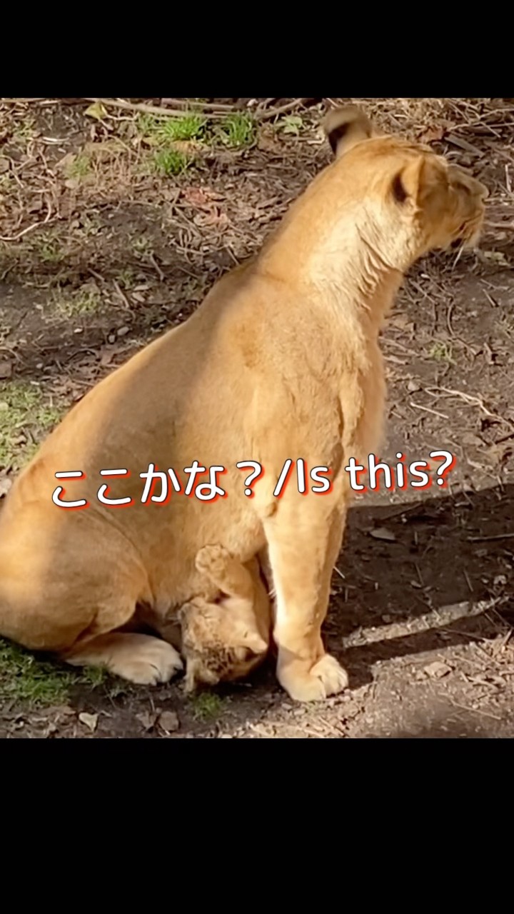 ペコペコ🍖hungry ＃ライオン #オリトイオイトフウレイ