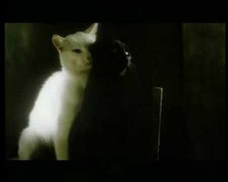 Schwarze Katze, Weisser Kater Trailer - YouTube