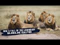 MAJINGILANE MALE LIONS - RISE AND FALL OF LEGENDARY COALITION OF LION BROTHERS