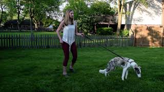 LOOSE LEASH WALKING! Howto train with silken windhound puppy