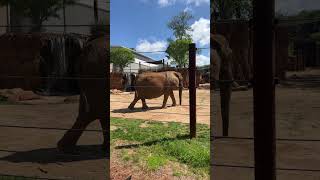 Elephants at the Atlanta Zoo