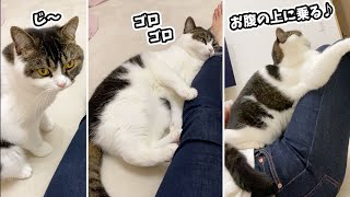 🐈夜になると超甘えん坊になる息子猫 #shorts