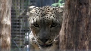 ユキヒョウの嘔吐~Snow Leopard vomits