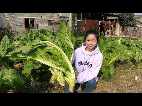 春天必吃大头菜，菜头做汤，叶子做冲鼻菜，一菜两吃农村人的最爱