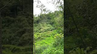 Download Lagu Suara Alam Pedesaan MP3 Download Lagu Suara Alam Pedesaan MP3