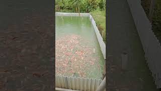 budidaya kolam tanah ikan nila  !!