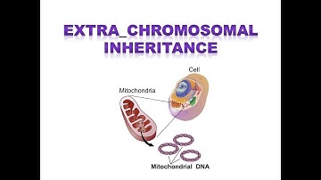 EXTRA-CHROMOSOMAL INHERITANCE