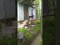 cute dog