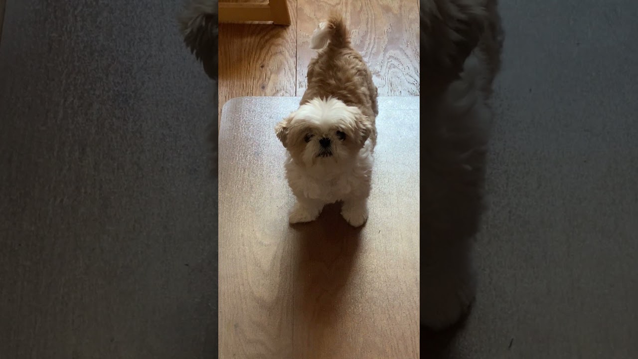 おはようずしグループ提供 #シーズー #dog