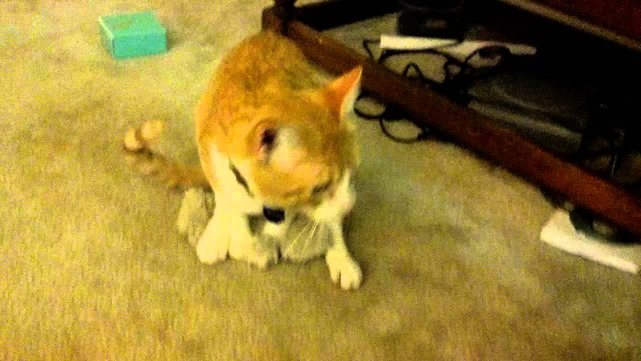 Cat Shows His Skills
