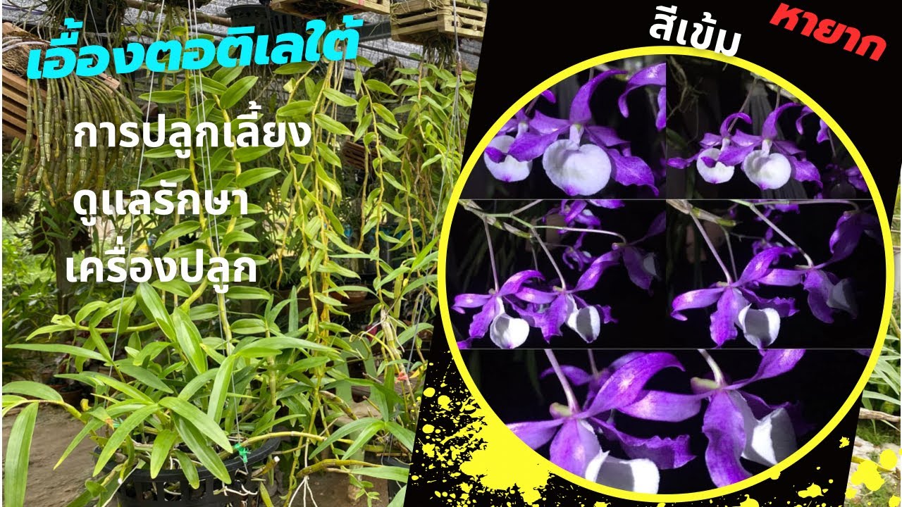 #เอื้องตอติเลใต้ (ต้นดอกสีเข้ม) วิธีการปลูกเลี้ยงดูแลรักษา และเครื่องปลูกที่เหมาะสม