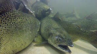 Salmon Update! - NDGNF