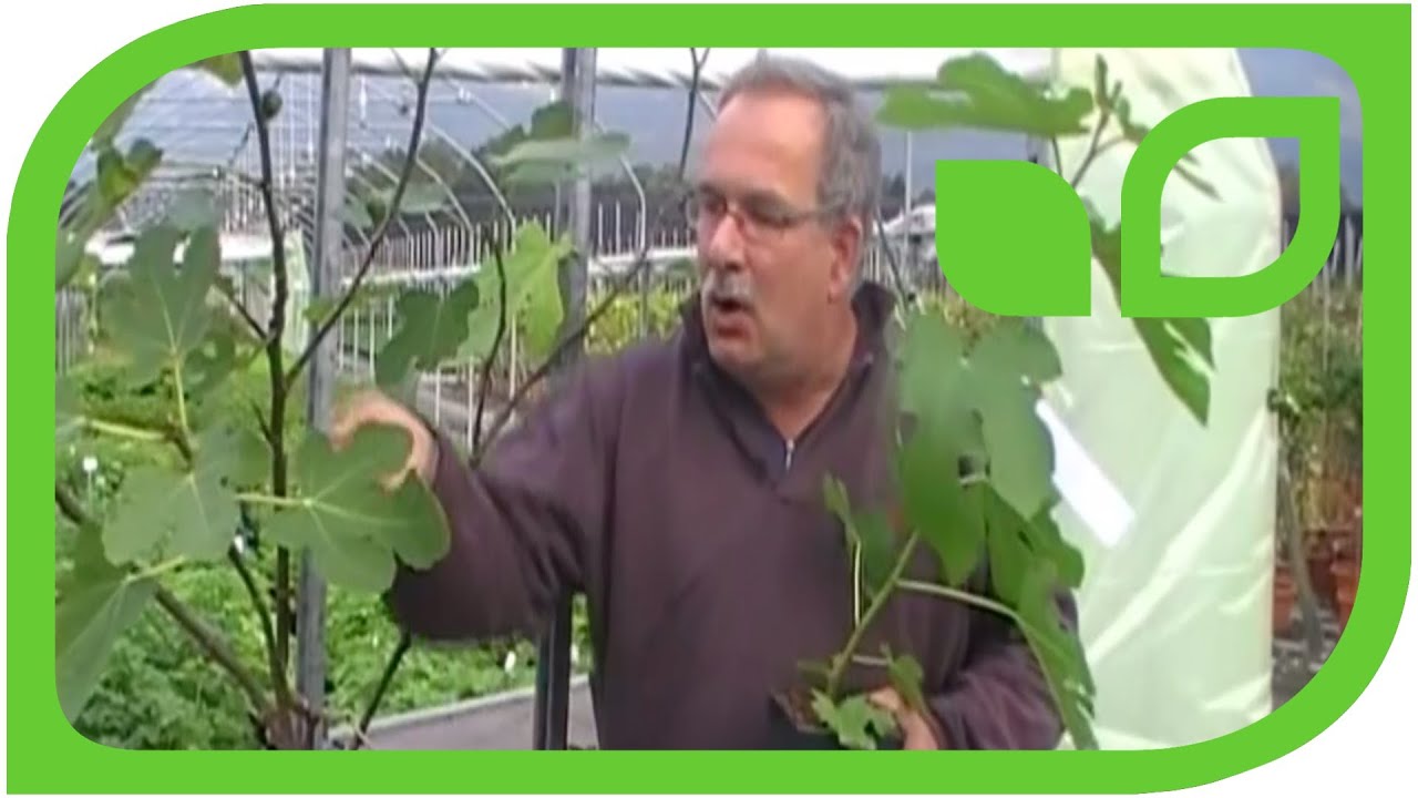 Frost hardy fig varieties from Lubera