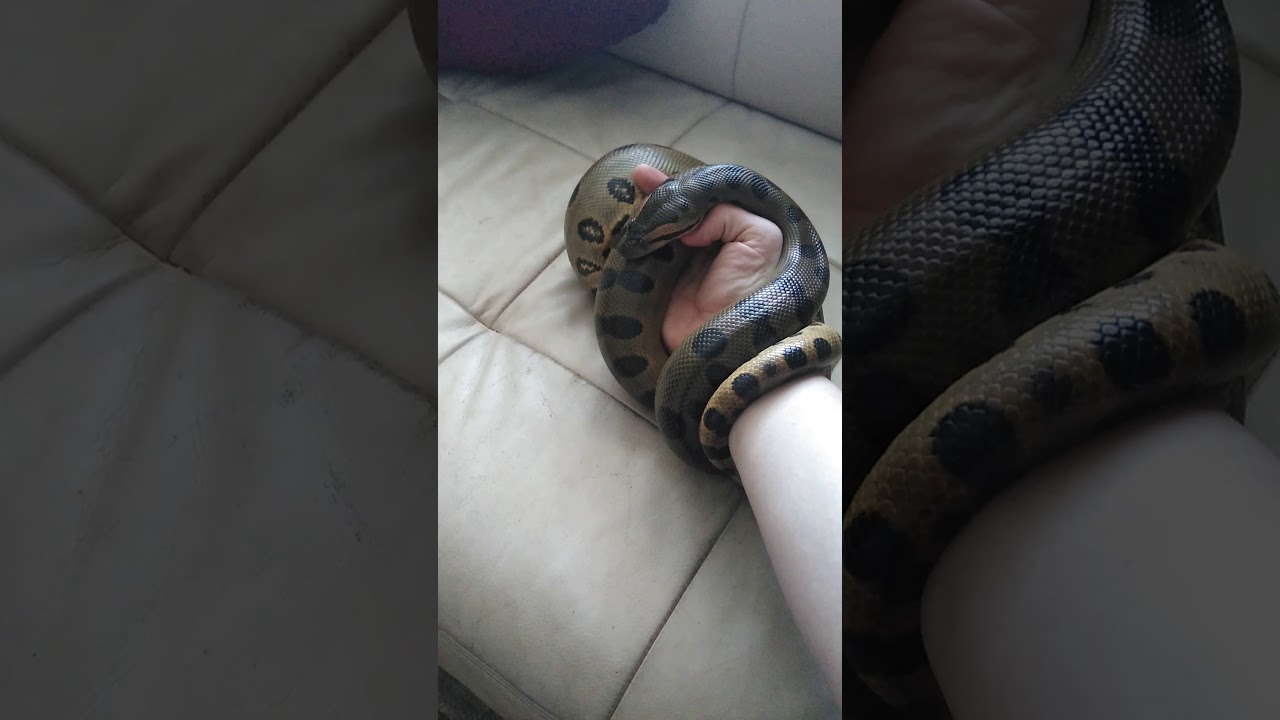 green anaconda feeding Green anaconda update