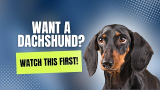 5 Things You Need To Know BEFORE Getting A Dachshund by Dachshund Station 4,036 views 1 year ago 4 minutes, 13 seconds