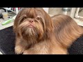 Cómo conseguir que tu Shih Tzu tenga un pelo espectacular | La Casita de los Shih Tzu