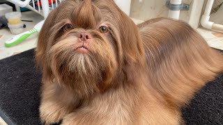 Cómo conseguir que tu Shih Tzu tenga un pelo espectacular | La Casita de los Shih Tzu