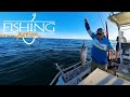 Snapper -Teraglin - flathead - Morwong | Sydney Reef Fishing | Long Reef Sydney | Fishing Action