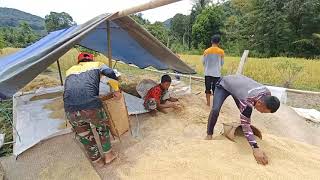 Panen padi tradisional di desa long alango, ladang amai Kule dan mama mince