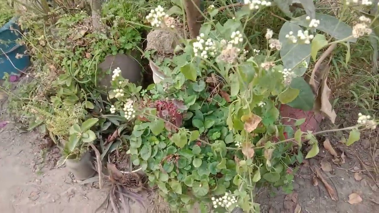 গরমের বাগানের জন্য যেসব গাছ এই সিজনে লাগাতে হবে তারাতারি রোপন করে নিন।