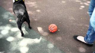 PET Clothes & Harness  by Fashion Factory Co., Ltd. screenshot 5