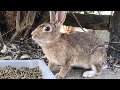 A wild rabbit aware of its own beauty - YouTube