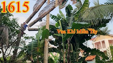 Vua Khỉ Miền Tây cưa đẩy phần ngọn của cây Dừa qua khỏi vách tường cao (2/2) Cutting coconut trees