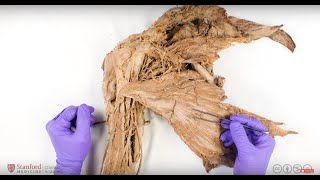 Stanford Medicine Anatomy Course Trailer