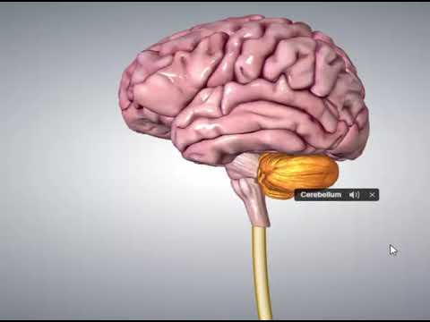 Brain Anatomy in Sinhala (Biology) | මානව මොළය ව්‍යුහය