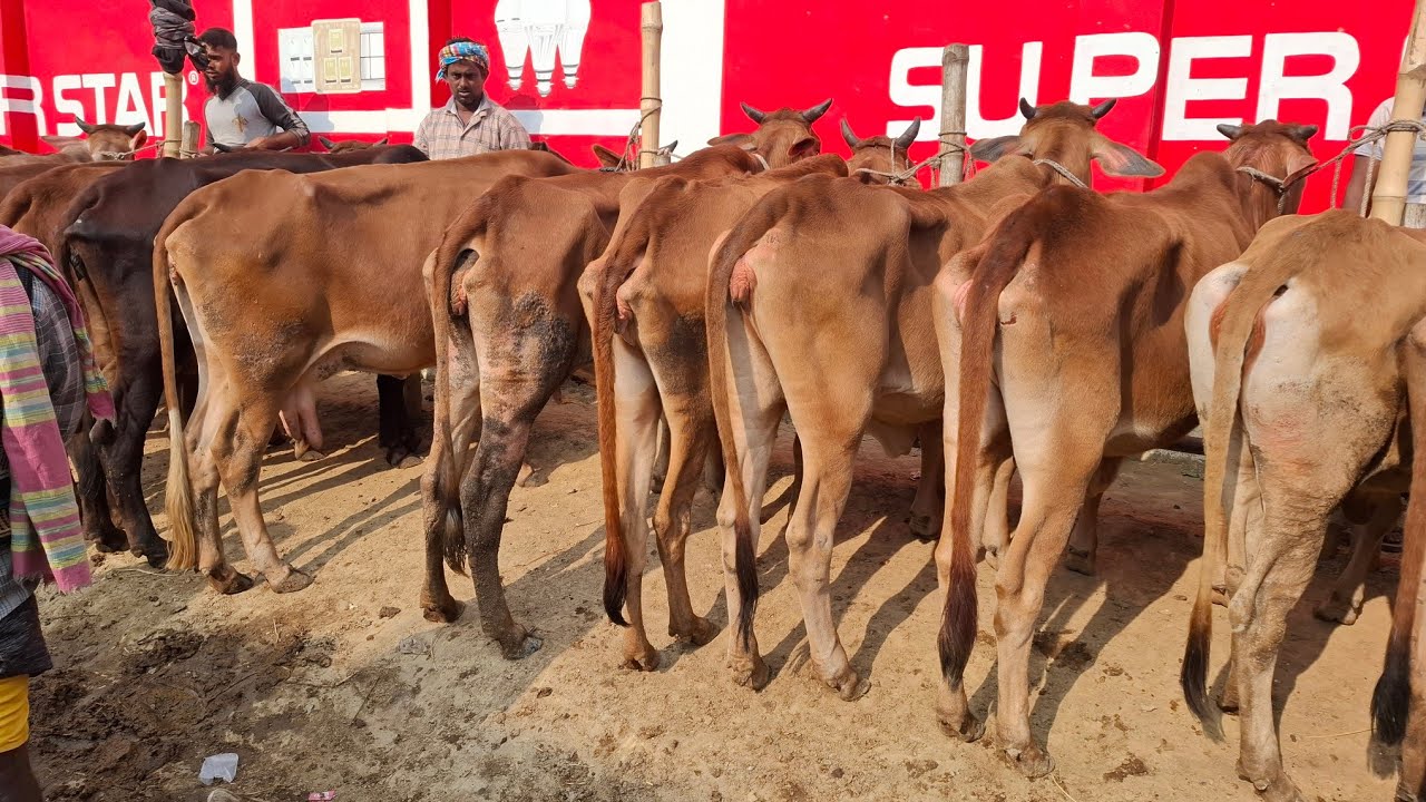 হাড্ডিসার গাভী গরুর দাম দর জনন জয়পুরহাট গরুর হাট থেকে haddisar gorur dam 