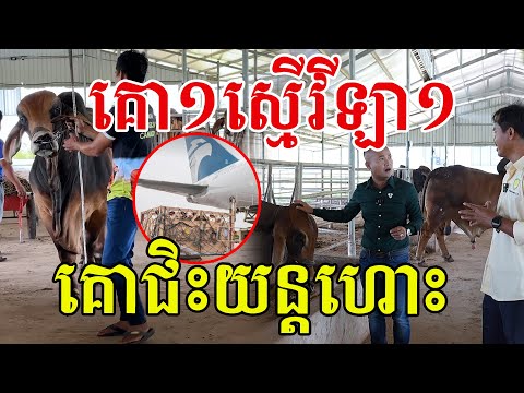 គោ១ស្មើវីឡា១ គោជិះយន្តហោះ សរសើរជំនាញយកស្ពែមបានល្អ