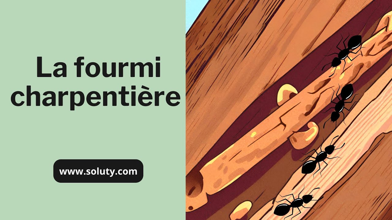 FOURMI : La fourmi charpentière et les différents dégâts qu'elle peut engendrer.