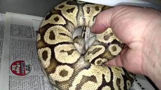OK FINALLY, first (ball python) clutch of the 2016