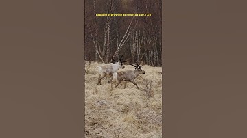 DEER ANTLERS GROW FASTER THAN ANYTHING ELSE! #deer #shorts