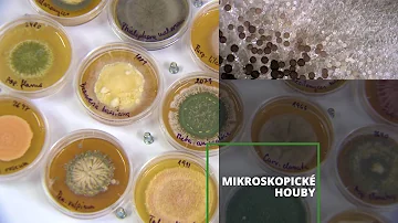 Kdo byl průkopníkem mikrobiologie?